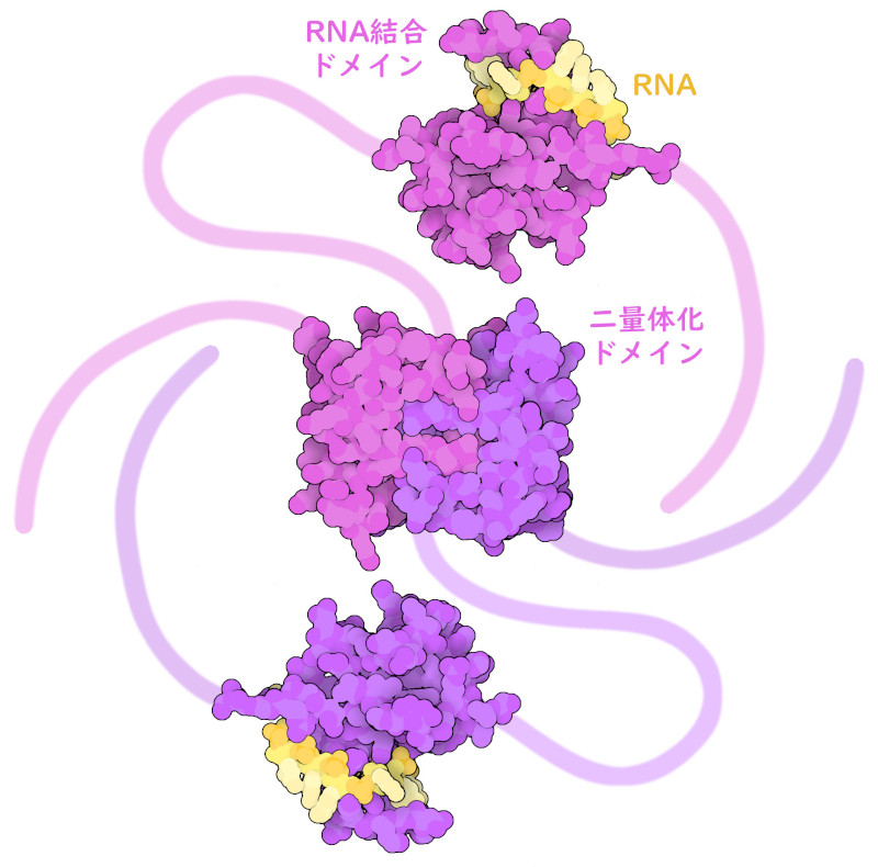 SARS-CoV-2のヌクレオカプシド2量体。一定の構造をとるドメイン部分は原子構造を示し、構造が定まらない領域は模式的に示している。ヌクレオカプシドは赤紫色と紫色で、短いRNA鎖は黄色で示す。