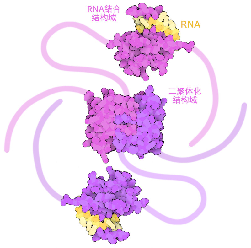 SARS-CoV-2的核壳二聚体。原子结构中描述了结构有序的域，无序的区域以示意图显示。红色和紫色为核壳，黄色为短RNA链。