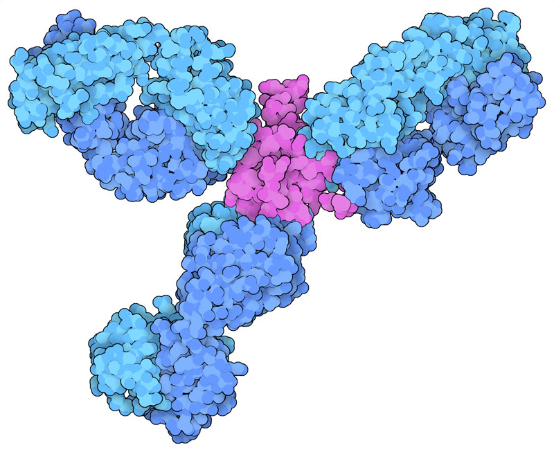 SARS-CoV-2ヌクレオカプシド（赤紫色）の異なる面に結合した3つの抗体の構造（青色）。