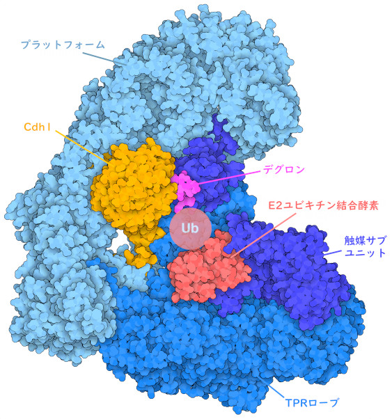 3つの機能領域を異なる青色で示したAPC/C。アダプタータンパク質Cdh1（オレンジ色）、標的タンパク質のデグロン部分（赤紫色）、E2ユビキチン結合酵素（赤色）と結合している。この低温電子顕微鏡構造では、E2酵素に結合しているが構造が定まっていないユビキチン（Ub）のおおよその位置を模式的に示している。