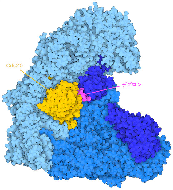 アダプタータンパク質Cdc20（黄色）およびデグロンペプチド（赤紫色）を伴ったAPC/Cの複合体。