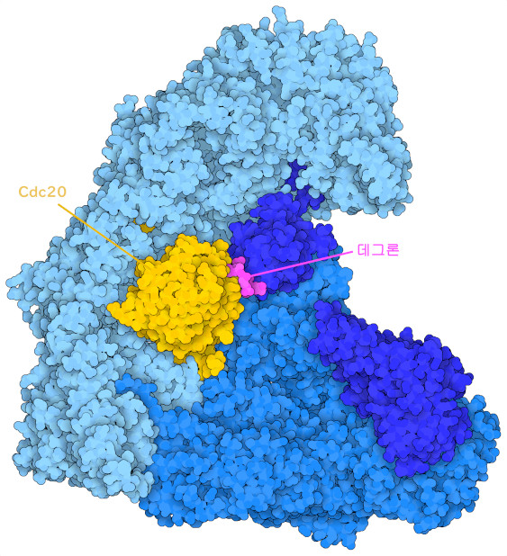 어댑터 단백질 Cdc20(노란색) 및 데그론 펩타이드(자홍색)를 동반한 APC/C 복합체.