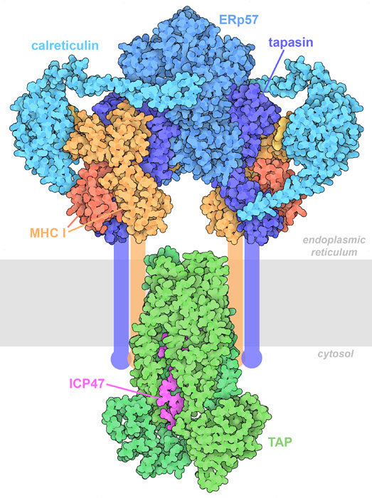 MHC I Peptide Loading Complex