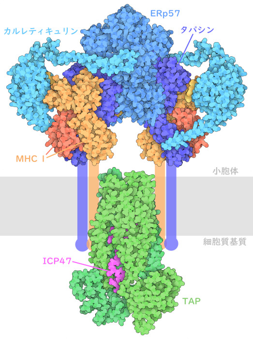 MHC Iペプチドローディング複合体。小胞体膜は、灰色で模式的に示す。MHC Iおよびタパシンの膜貫通ドメインは構造に含まれず、これらも模式的に示している。