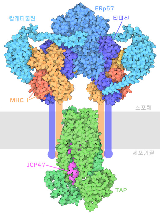 MHC I 펩타이드 로딩 복합체. 소포체막은 회색으로 모식적으로 나타내었다. MHC I 및 타파신의 막 관통 도메인은 구조에 포함되지 않으며, 이들도 모식적으로 나타내고 있다.