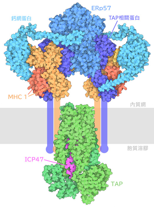  I肽裝載複合物。內質網膜以灰色示意。結構中不包括 I和TAP相關蛋白的跨膜結構域，這些結構也以示意方式顯示。