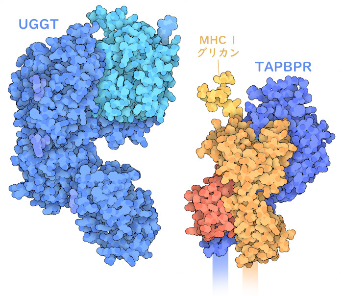 UGGT（左）およびTAPBPRを伴ったMHC I複合体（右）。MHC Iの糖鎖は複合体の構造には含まれていないが、ここではPDBエントリー6cbpの構造を使って表示している。UGGTでは、濃い青色で示した部分がMHC Iを認識し、水色で示した部分が糖付加反応を行う。