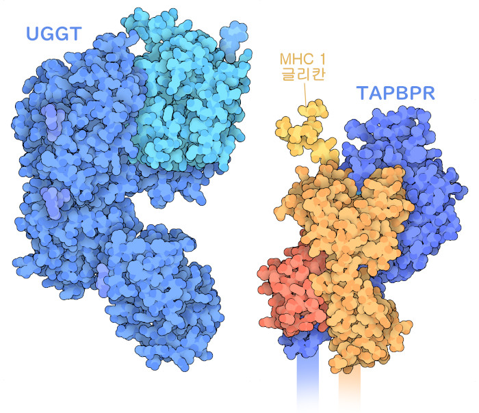 UGGT(왼쪽) 및 TAPBPR을 동반한 MHC I 복합체(오른쪽). MHC I의 당사슬은 복합체의 구조에는 포함되어 있지 않지만 여기에서는 PDB 엔트리 6cbp의 구조를 사용해 표시하고 있다. UGGT에서는 진한 파란색으로 나타낸 부분이 MHC I을 인식하고 하늘색으로 나타낸 부분이 당 부가 반응을 한다.