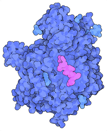 内側奥の方にある活性部位に短いペプチド（赤紫色）が結合したERAP1（青色）。