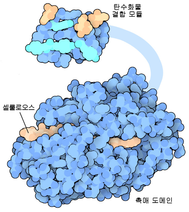 진균류의 일종인 트리코더마 리세이(Trichoderma reesei)의 Cel7A는 당사슬 결합 모듈(위)과 촉매 도메인(아래, 셀룰로오스는 갈색으로 표시)이 유연한 링커로 연결되어 있다. 당사슬 결합 모듈은 여러 티로신(하늘색)과 글리코실화 부분(연갈색)을 포함하여 셀룰로오스 섬유의 표면을 잡을 수 있다.