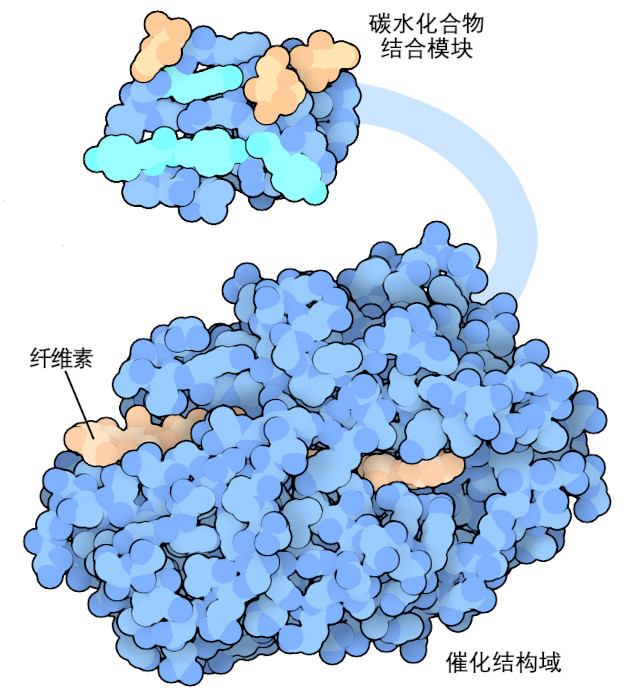 在毛霉菌Cel7A中，糖结合模块（顶部）和催化结构域（底部，纤维素显示为棕色）由一个灵活的连接体连接。糖结合模块包含几个酪氨酸（浅蓝色）和糖基化分子（浅棕色），可以抓紧纤维素纤维的表面。