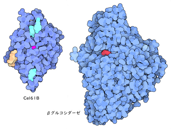 チロシンを水色、糖鎖を薄茶色、金属イオンを赤紫色で示したCel61Bと、活性部位にある糖分子を赤色で示したβ-グルコシダーゼ。