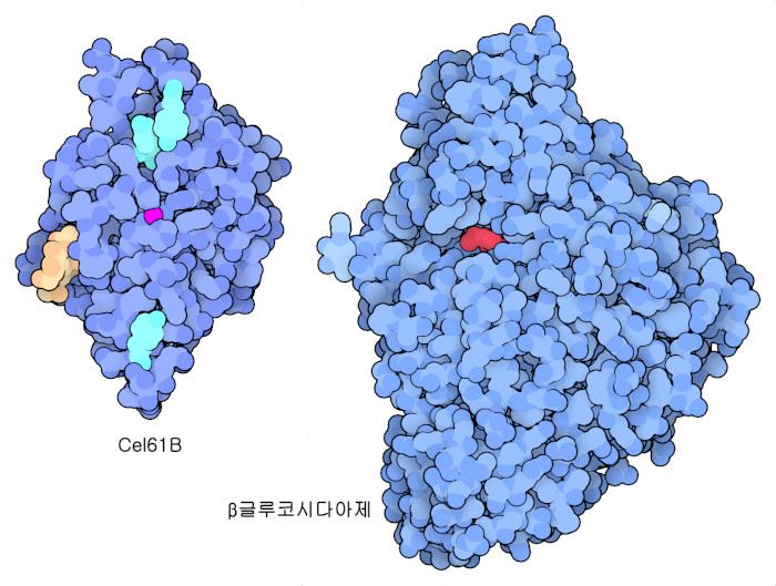 티로신을 하늘색, 당사슬을 연갈색, 금속이온을 자홍색으로 나타낸 Cel61B와 활성 부위에 있는 당 분자를 빨간색으로 나타낸 β-글루코시다아제.