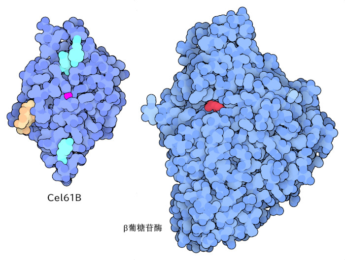 Cel61B显示浅蓝色的酪氨酸，浅棕色的糖链和红紫色的金属离子，β-葡糖苷酶显示红色的活性部位的糖分子。