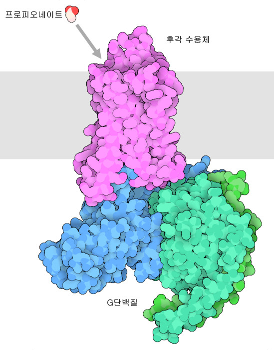 후각 수용체(자홍색)와 G단백질(파란색과 녹색). 냄새물질의 일종인 프로피온산(propionate)은 그림의 위쪽에 나타내었다.