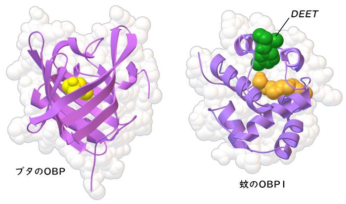 ブタと蚊から得られた匂い物質結合タンパク質（OBP）。匂い物質結合部位に結合した分子は黄色とオレンジ色で、蚊よけ剤のDEETは緑色で示す。
