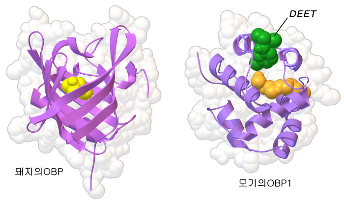 돼지와 모기에서 얻은 냄새 물질 결합 단백질(OBP). 냄새 물질 결합 부위에 결합한 분자는 노란색과 주황색이며 모기퇴치제인 DEET는 녹색으로 나타낸다.