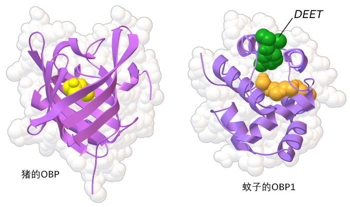 来自猪和蚊子的气味结合蛋白（OBPs）。与气味物质结合点结合的分子以黄色和橙色显示，而驱蚊剂DEET则以绿色显示。