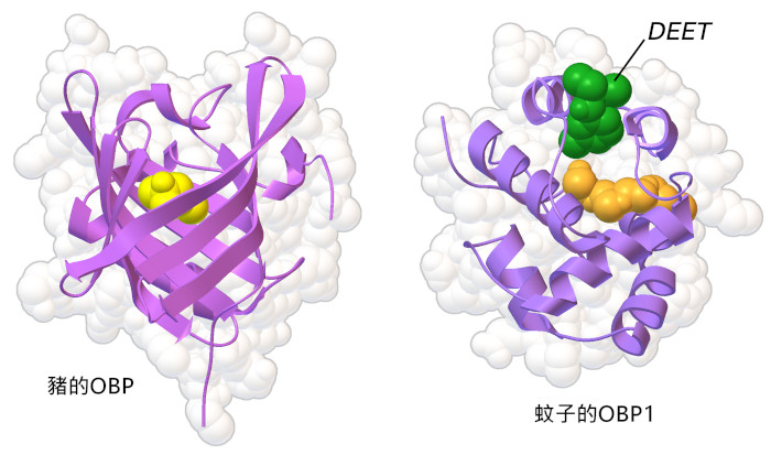 來自豬和蚊子的氣味結合蛋白（OBPs）。與氣味物質結合點結合的分子以黃色和橙色顯示，而驅蚊劑DEET則以綠色顯示。