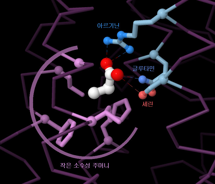 후각 수용체