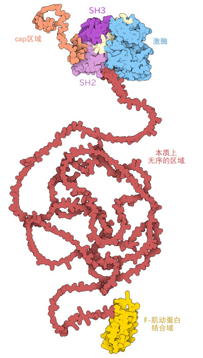 整个c-Abl蛋白的计算结构模型。帽区、SH3和SH2调控结构域以及激酶结构域形成一个复合物，在c-Abl的一端形成一个确定的恒定构象。在细胞中，肉豆蔻酰基结合到帽区的自由端。一个不具有固有恒定结构的大区域与链另一端的F-肌动蛋白结合域相连。