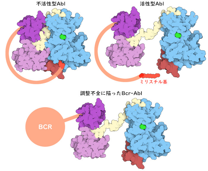 通常のタンパク質では、キナーゼドメインにミリストイル基が結合すると、必要になるまでタンパク質の活性は抑制される。Bcr-Ablはこの自己抑制性のミリストイル基が欠如していて、絶えず活性を保っている。キナーゼの活性部位に結合したATPは緑色で示す。