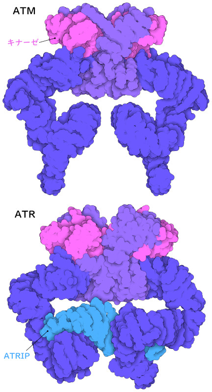 ATMとATR。キナーゼドメインは赤紫色、その他のドメインは紫色、ATR相互作用タンパク質（ATRIP）は水色で示す。