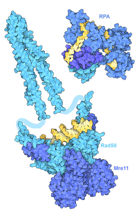 感知受损DNA的蛋白质；Rad50 和 Mre11 与断裂的双链DNA结合，复制蛋白A(RPA)与单链DNA结合。DNA显示为黄色