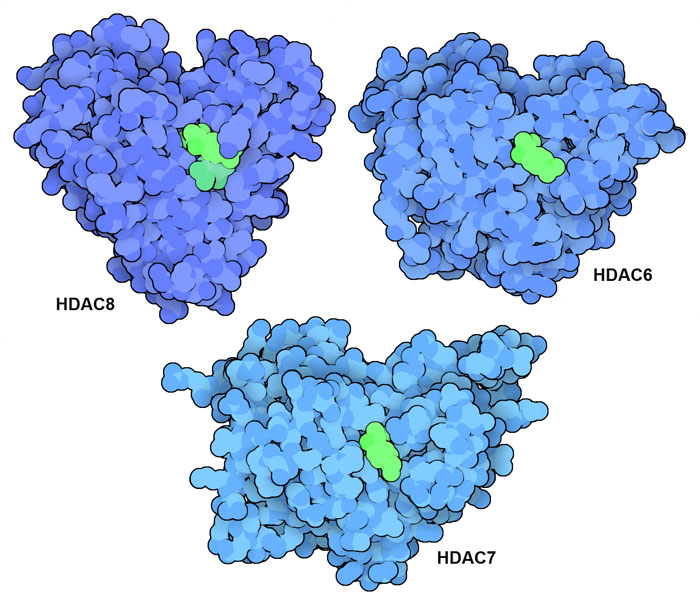 三种人类 HDAC（蓝色）受 trichostatin A（绿色）抑制。