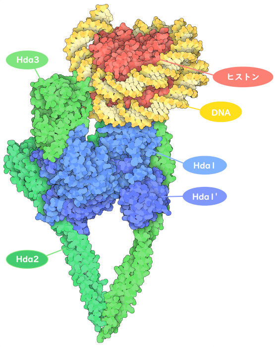 ヌクレオソーム（赤色がヒストンタンパク質、黄色がDNA）に結合した酵母のHDAC複合体（緑色と青色）。