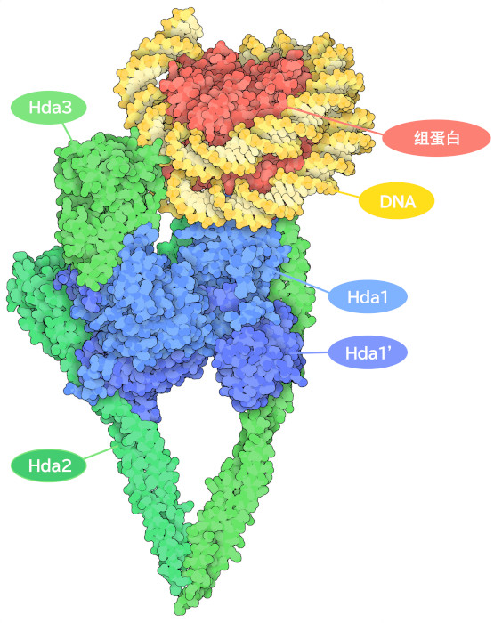 酵母 HDAC 复合物（绿色和蓝色）与核糖体（红色为组蛋白，黄色为 DNA）结合。