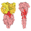 RSV Fusion Glycoprotein