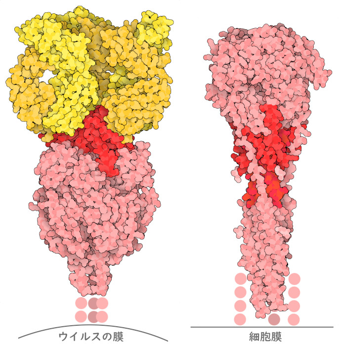 （左）抗体（黄色）と結合したRSウイルス融合糖タンパク質の融合前の形態。主な抗原部位は明るい赤で示した。（右）融合後の形態。