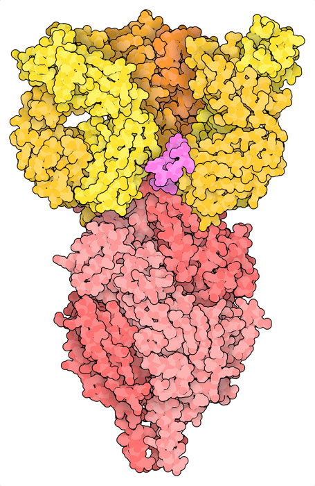 治療抗体ニルセビマブ（黄色）とRSウイルス融合糖タンパク質（3本の鎖はピンクの濃淡で、グリコシル化部位は赤紫色で示す）。