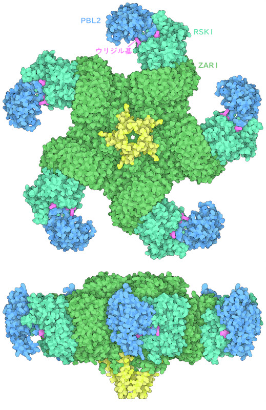 完全な形のZAR1レジストソーム集合体を上からおよび側面から見た図（PDB ID 6j5t）。ウリジン化されたPBL2（濃い青色、ウリジル基部分は赤紫色）、RSK1（青緑色）、ZAR1（緑色）を伴っている。ZAR1サブユニット（黄色）は集合体の一側面で漏斗状の突起を形成している。