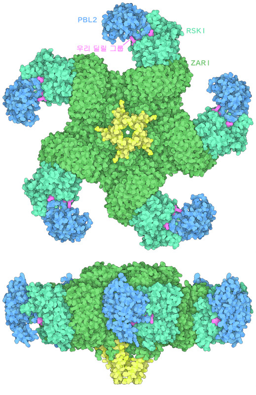 완전한 형태의 ZAR1 저항체 집합체를 위와 측면에서 본 그림(PDB ID 6j5t). 유리딘화된 PBL2(진한 파란색, 유리딜기 부분은 자홍색), RSK1(청록색), ZAR1(녹색)을 동반하고 있다. ZAR1 서브유닛(노란색)은 집합체의 한 측면에서 깔때기 모양의 돌기를 형성하고 있다.