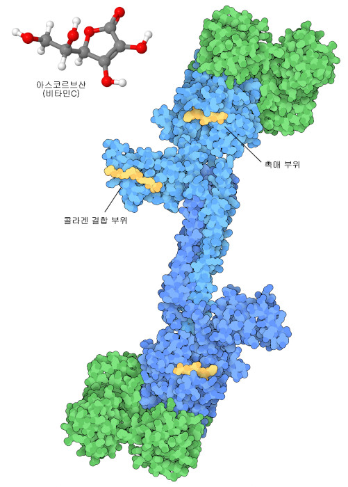 비타민 C(아스코르브산)와 효소인 콜라겐 프롤릴4-하이드록시라아제. 이 효소에는 콜라겐 섬유에 결합하는 콜라겐 결합 부위와, 반응을 수행하는 또 다른 촉매 부위가 있다.