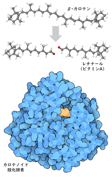 シアノバクテリアのカロテノイドオキシゲナーゼ（図下）に似た酵素が、β-カロテンを2分子のビタミンAに分解する（図上）。
