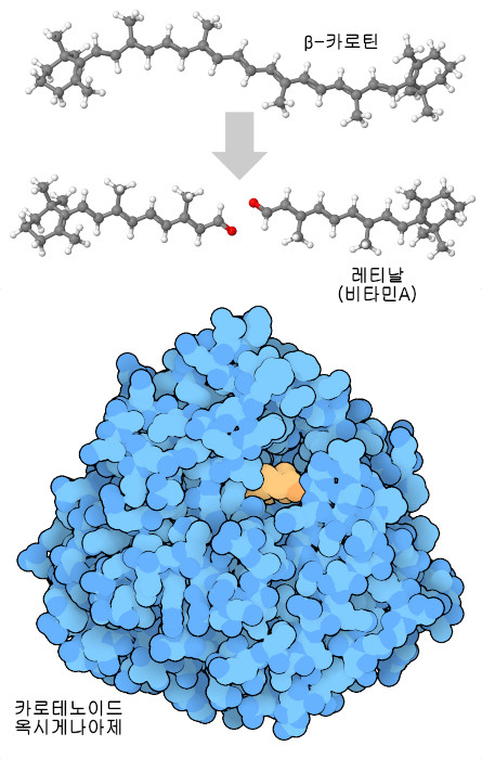 시아노박테리아의 카로테노이드 옥시게나아제(그림 아래)와 비슷한 효소가 β-카로틴을 2분자의 비타민 A로 분해한다(그림 위).