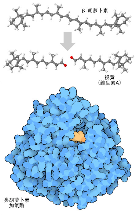 一种类似于蓝藻类胡萝卜素加氧酶（下）的酶将 β-胡萝卜素降解为两分子维生素 A（上）。