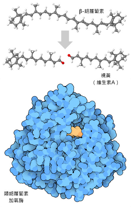 一種類似藍藻胡蘿蔔素加氧酶（下）的酵素將β-胡蘿蔔素降解為兩分子維生素A（上）。