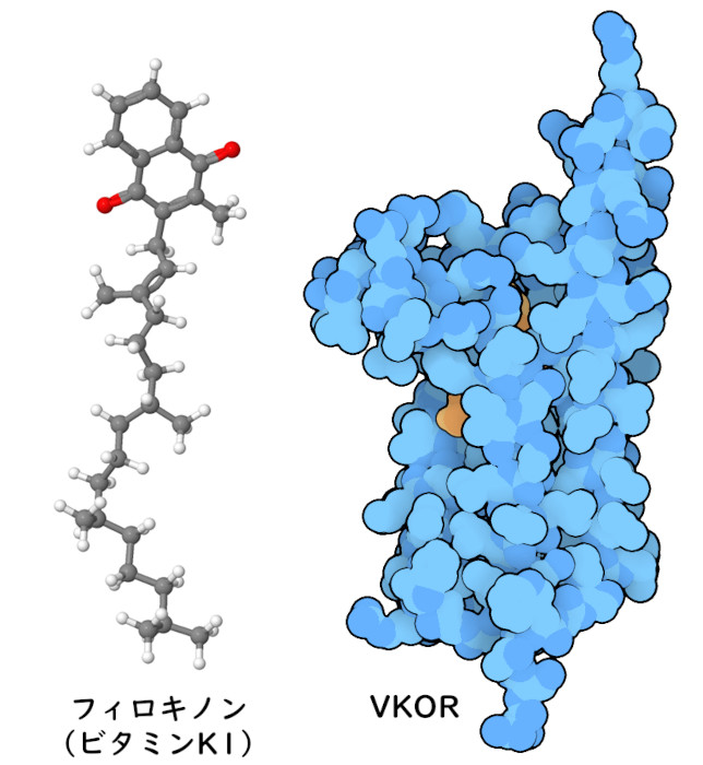 ビタミンK（左）とビタミンKエポキシド還元酵素（右、ビタミンはオレンジ色で示す）。