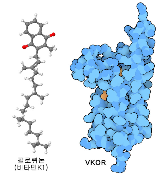 비타민 K(왼쪽)와 비타민 K 에폭시드 환원효소(오른쪽, 비타민은 주황색으로 나타냄).