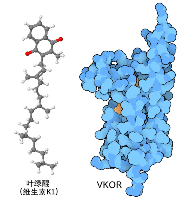 维生素 K（左）和维生素 K 环氧化物还原酶（右，维生素显示为橙色）。