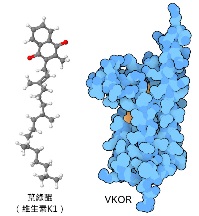維生素K（左）和維生素K 環氧化物還原酶（右，維生素顯示為橙色）。