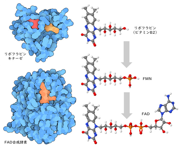 (左）ヒトのリボフラビンキナーゼと酵母のFAD合成酵素。(右）2つの酵素が行うFAD合成のステップ。