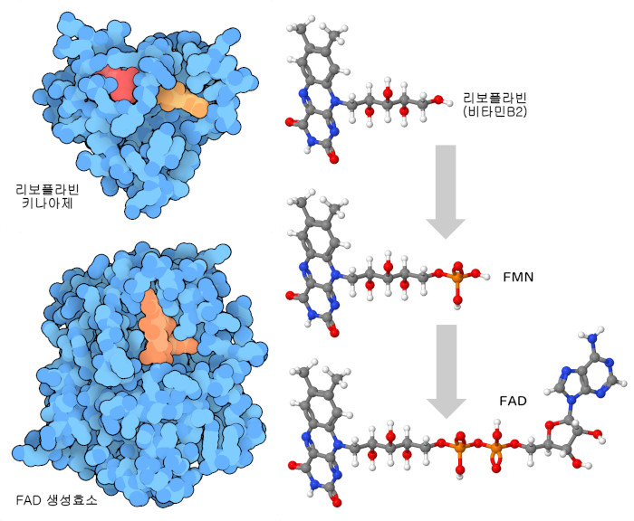 (왼쪽) 사람의 리보플라빈 키나아제와 효모의 FAD합성효소. (오른쪽) 2개의 효소가 수행하는 FAD 합성 단계.