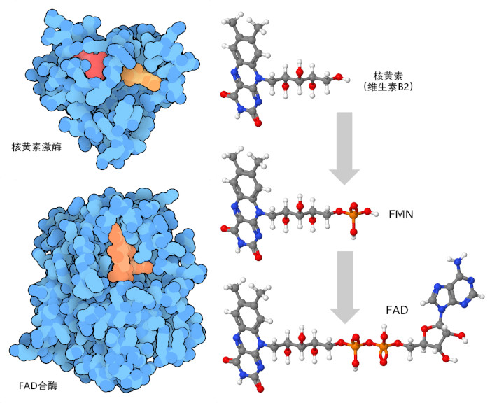 (左图）人类核黄素激酶和酵母 FAD 合成酶。(右图）两种酶合成 FAD 的步骤。