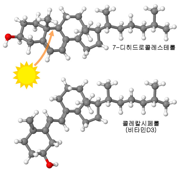 햇빛은 콜레스테롤의 일종(위)을 비타민 D3(아래)로 바꾼다.