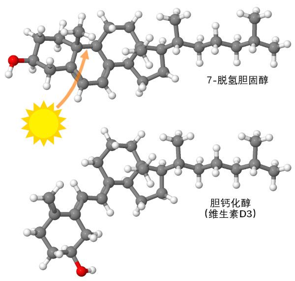 阳光能将一种胆固醇（上图）转化为维生素 D3（下图）。